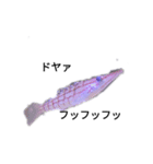 僕の海水魚ーズ2（個別スタンプ：1）