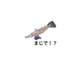 僕の海水魚ーズ2（個別スタンプ：12）
