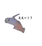 僕の海水魚ーズ2（個別スタンプ：13）