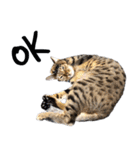 ベンガル猫のしまとぎん（個別スタンプ：3）