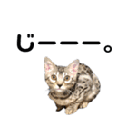 ベンガル猫のしまとぎん（個別スタンプ：5）