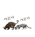 ベンガル猫のしまとぎん（個別スタンプ：16）