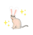 ベンガル猫のしまとぎん（個別スタンプ：19）