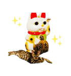 ベンガル猫のしまとぎん（個別スタンプ：21）