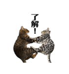 ベンガル猫のしまとぎん（個別スタンプ：23）