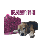 にるすた。（個別スタンプ：2）