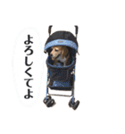 にるすた。（個別スタンプ：4）