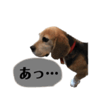 にるすた。（個別スタンプ：5）