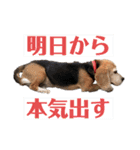 にるすた。（個別スタンプ：6）