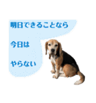 にるすた。（個別スタンプ：7）