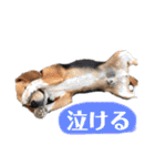 にるすた。（個別スタンプ：9）