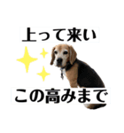 にるすた。（個別スタンプ：11）