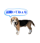 にるすた。（個別スタンプ：12）