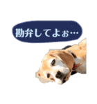 にるすた。（個別スタンプ：14）