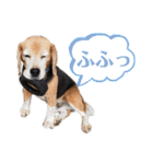 にるすた。（個別スタンプ：15）