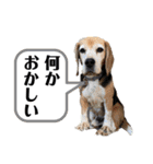 にるすた。（個別スタンプ：16）