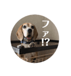 にるすた。（個別スタンプ：17）