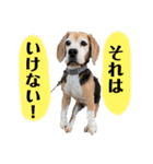 にるすた。（個別スタンプ：20）