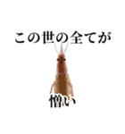 チーム甲殻類（個別スタンプ：18）