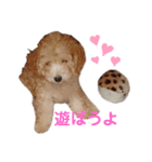 トイプードルのぷーちゃん。2（個別スタンプ：15）