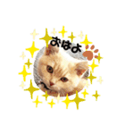 Latte①（個別スタンプ：2）