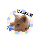 Latte①（個別スタンプ：4）