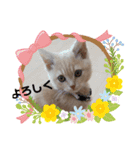 Latte①（個別スタンプ：7）