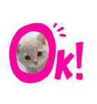 Latte①（個別スタンプ：9）
