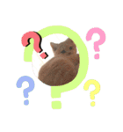 Latte①（個別スタンプ：12）