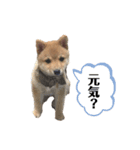 豆柴こたろうスタンプ8（個別スタンプ：10）