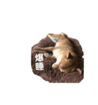 豆柴こたろうスタンプ8（個別スタンプ：13）