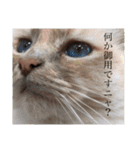 東京子の日常2【改】（個別スタンプ：32）