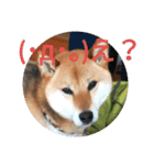 福さんのほんわかスタンプ！（個別スタンプ：3）