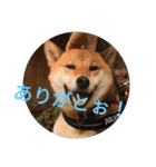福さんのほんわかスタンプ！（個別スタンプ：5）