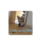 福さんのほんわかスタンプ！（個別スタンプ：10）