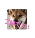 福さんのほんわかスタンプ！（個別スタンプ：11）