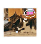 櫻庭家の猫たち（個別スタンプ：1）