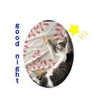 櫻庭家の猫たち（個別スタンプ：4）