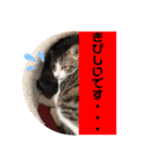 櫻庭家の猫たち（個別スタンプ：5）