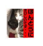 櫻庭家の猫たち（個別スタンプ：6）