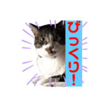 櫻庭家の猫たち（個別スタンプ：7）