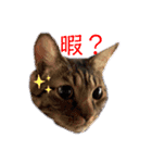 櫻庭家の猫たち（個別スタンプ：8）