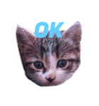 櫻庭家の猫たち（個別スタンプ：11）