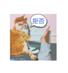 櫻庭家の猫たち（個別スタンプ：12）