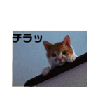 櫻庭家の猫たち（個別スタンプ：13）