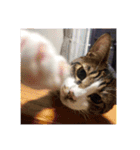 櫻庭家の猫たち（個別スタンプ：16）