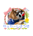 ポメラニアン なっちゃんの春 ver.3（個別スタンプ：2）