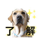 キュンキュンのいる毎日（個別スタンプ：9）