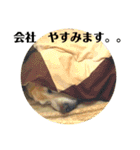 キュンキュンのいる毎日（個別スタンプ：19）