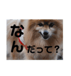 イネちゃん達の使える楽しいスタンプ♪（個別スタンプ：19）